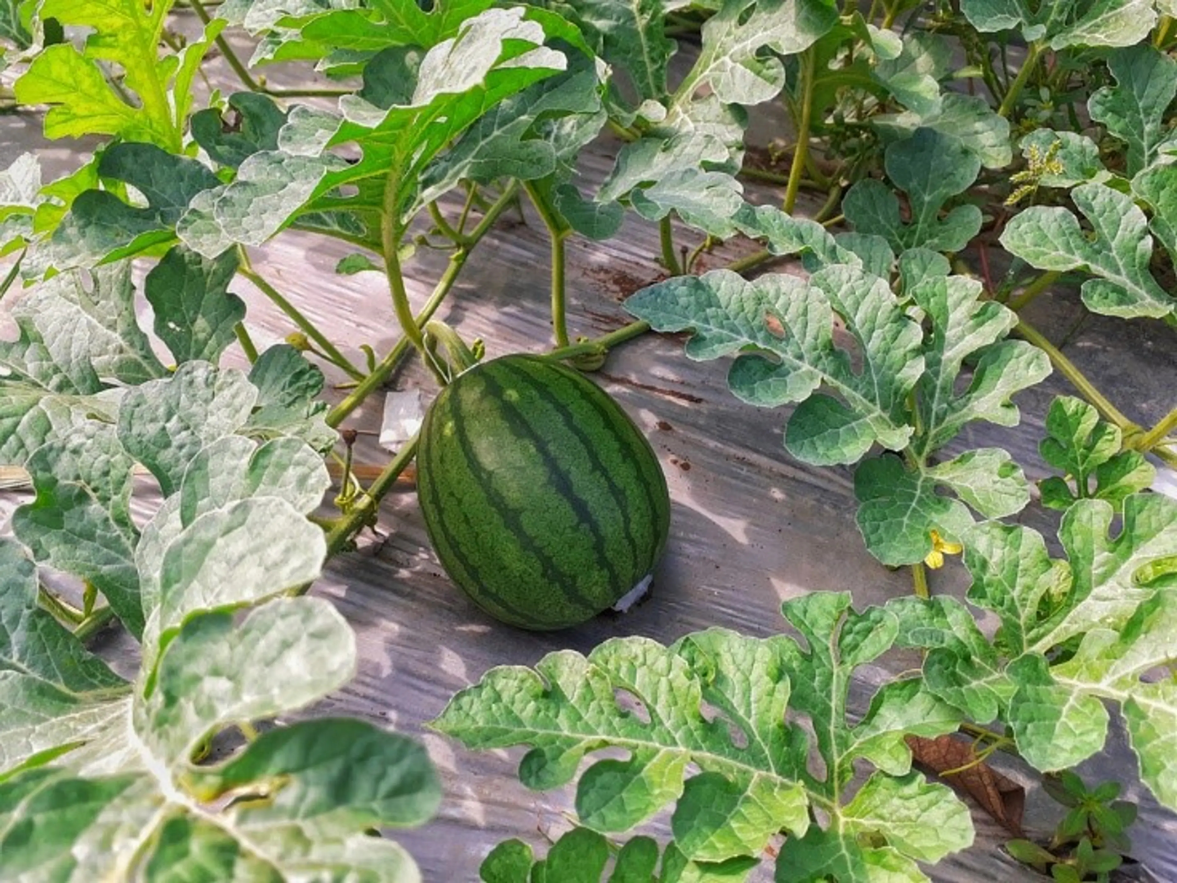 Melon.jpg