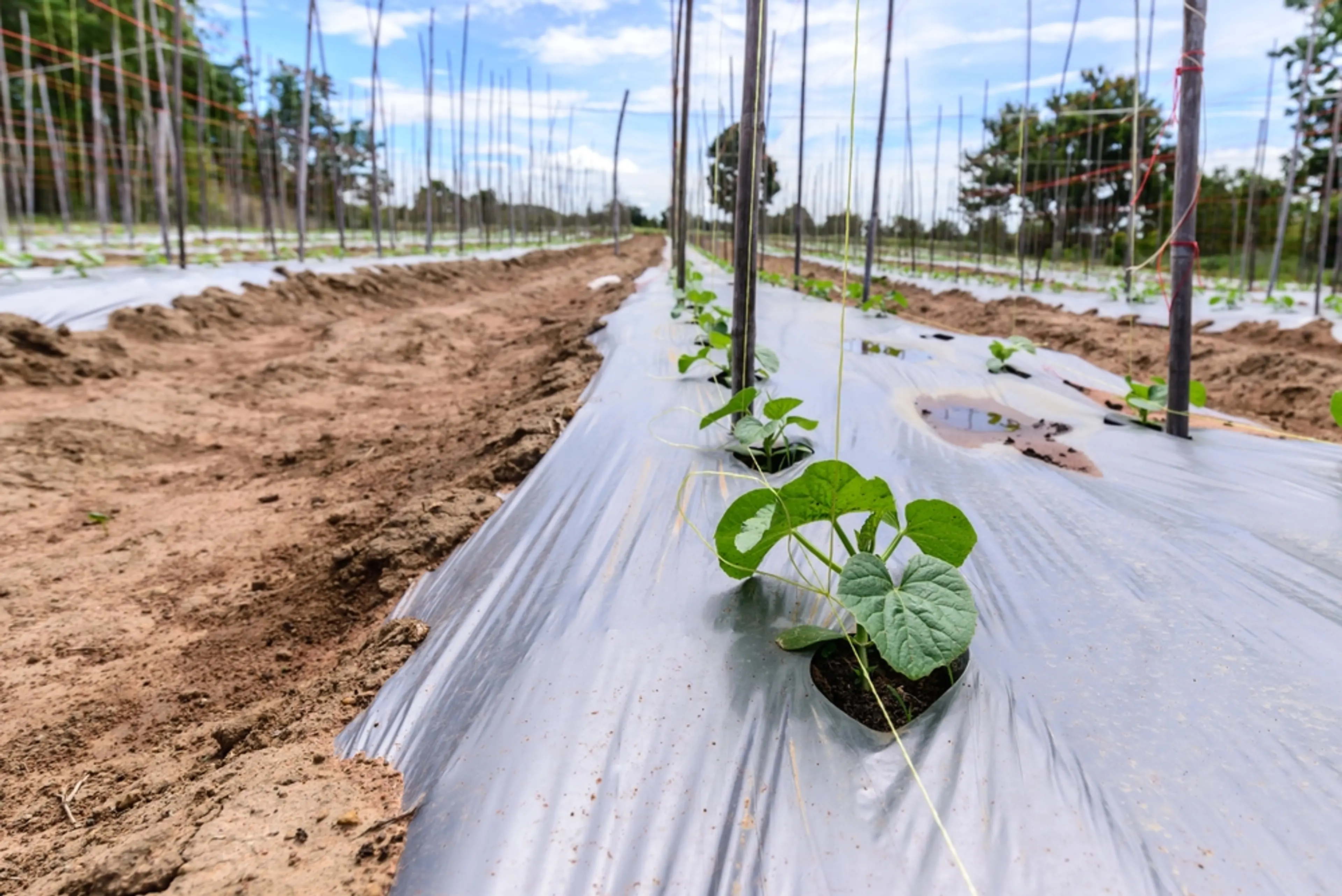 Young plants growing in rows covered with plastic mulch on a farm, supported by stakes and strings, under a partly cloudy sky.