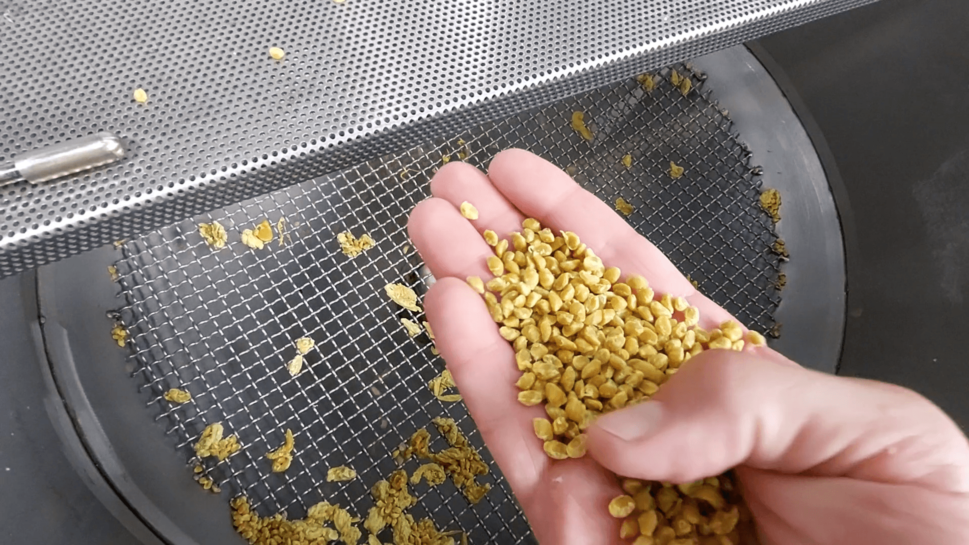 Hand holding yellow plastic pellets above machinery