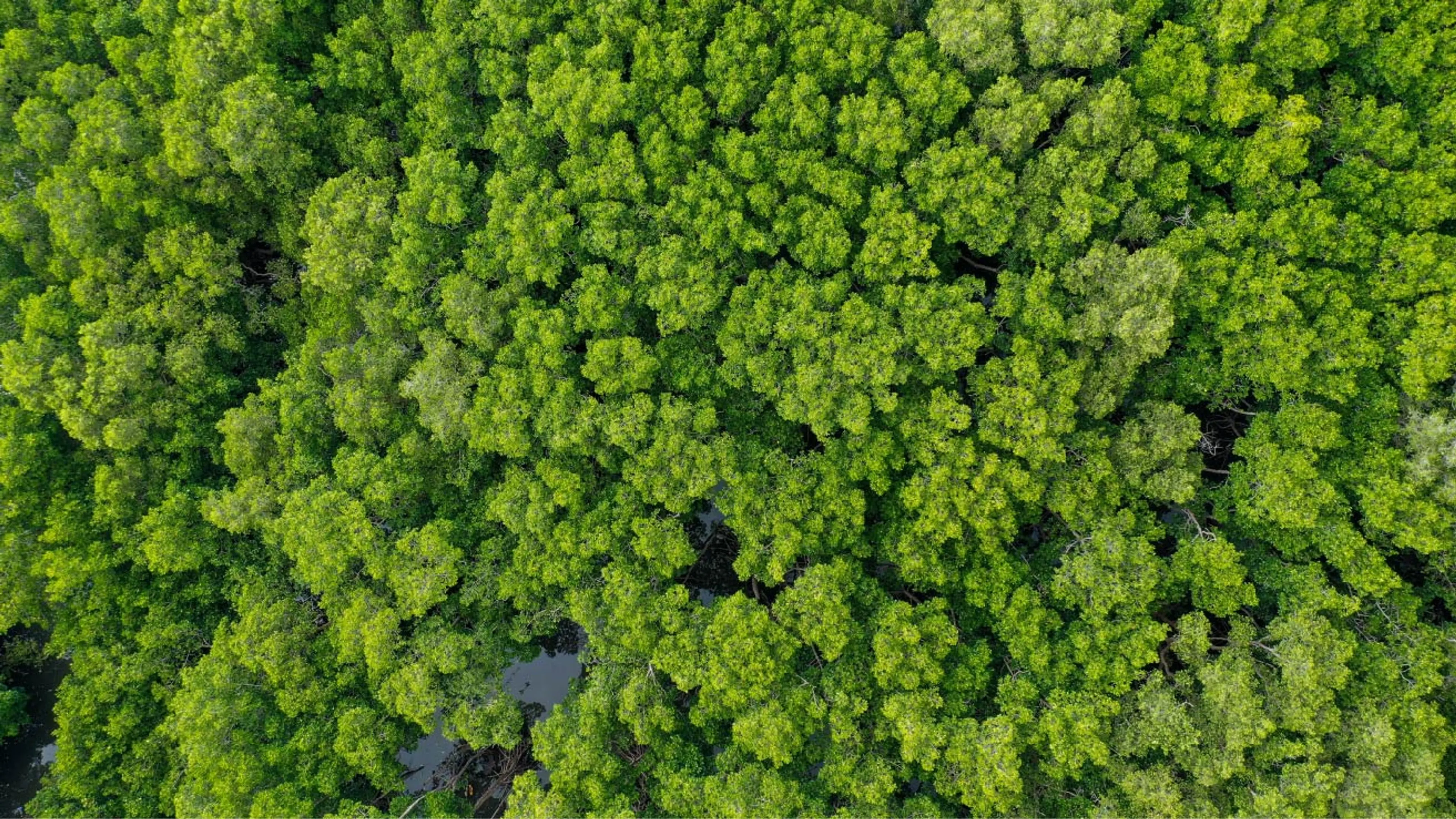 photo of trees from above